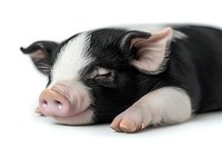 Sleeping black and white piglet lying down on white background, close-up portrait view showing pink nose and ears. Isolated farm animal for agricultural design.