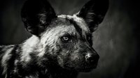 Close-up portrait of African wild dog with distinctive mottled coat pattern and alert expression against dark moody background for wildlife photography.