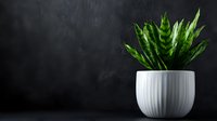 Green snake plant in white ceramic pot against dark textured wall background for modern home decor and interior design projects.