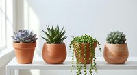 Four small succulent plants in terracotta pots arranged on white shelf by window. Indoor gardening collection with trailing string of pearls plant.