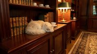 White fluffy cat sleeping on wooden desk in classic library study room with leather-bound books, warm lamp lighting, and traditional furniture decor.