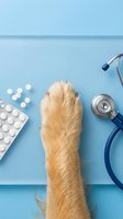 Overhead view of golden dog paw with stethoscope, pills, and medication blister pack on blue background for veterinary care and pet health concepts.