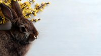 Brown bunny rabbit with yellow spring flowers against light background, side view portrait showing soft fur texture and gentle expression. Natural Easter concept.