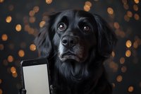 Black dog with smartphone looking up against dark background with golden bokeh lights, close-up portrait showing expressive eyes and gentle expression.