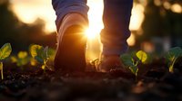 Farmer walking through young seedlings at sunset, boots stepping carefully between emerging plants in rich soil, backlit by golden sunlight creating atmospheric glow.