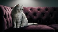 Adorable gray British Shorthair kitten sitting on luxurious purple velvet sofa in elegant living room interior for pet care and home decor concepts.