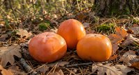 Three ripe orange pumpkins nestled among fallen autumn leaves and dried grass in natural outdoor setting for seasonal harvest decoration and fall displays.