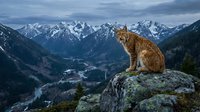 Eurasian lynx sitting on rocky outcrop overlooking snow-capped mountain valley at dusk with dramatic cloudy sky in alpine wilderness landscape.