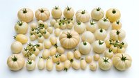 White and pale yellow heirloom tomatoes arranged in organized rows on white background, fresh organic vegetables for healthy cooking and farm market display.