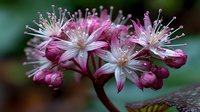 Pink and white flowering plant with delicate stamens blooming in natural garden setting, botanical macro photography for nature and gardening projects.