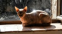Hairless cat breed resting on sunny windowsill with wrinkled skin and alert expression, suitable for pet care, veterinary, and animal lifestyle content.