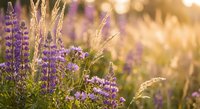 Purple wildflowers and golden grass swaying in warm sunlight create a dreamy meadow scene with soft bokeh background for nature and seasonal content.
