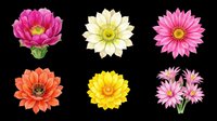 Six colorful cactus flowers in pink, white, orange, yellow, and light pink, isolated on transparent background. Ready for stickers, clipart, t-shirt design, and print on demand.