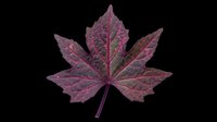 Burgundy maple leaf with detailed vein texture, isolated on transparent background. Ready for t-shirt designs, clipart, stickers, sublimation, print-on-demand products and digital crafts.