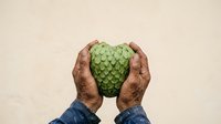 Hands holding fresh green custard apple or sugar apple fruit against neutral background, suitable for healthy food, nutrition, organic produce, and agricultural marketing materials.