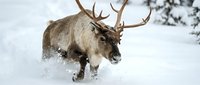 Reindeer running through deep snow in winter landscape, powerful antlered caribou in motion across snowy terrain, wildlife animal in natural arctic habitat.