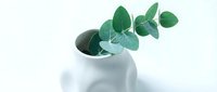 Eucalyptus branches with green leaves in white ceramic vase isolated on white background, suitable for home decor, wellness, and botanical design projects.
