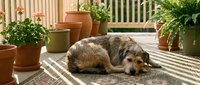 Relaxed mixed breed dog resting on sunny patio with potted plants and striped shadows, ideal for pet care, home decor and lifestyle content.