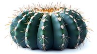 Spherical barrel cactus with prominent white spines and golden bristles on dark green ribbed surface against pure white background, isolated botanical design element.