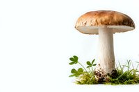 Fresh brown cap mushroom growing in green moss on white background, studio lighting highlights natural texture and details. Isolated botanical composition.