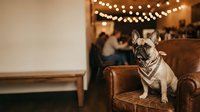 French bulldog sitting on leather chair at indoor event with string lights and guests in background.