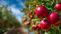 Fresh ripe red apples hanging on tree branch in orchard on sunny day with blue sky background, harvest season in countryside.