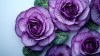 Purple ornamental cabbage flowers with detailed layered petals and green leaves create dramatic floral composition against light blue background.