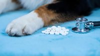 Dog paw with white pills and stethoscope on blue medical surface for veterinary healthcare and pet medication treatment concepts.