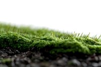 Lush green moss growing on dark soil with shallow depth of field, creating natural texture for environmental or botanical design projects.