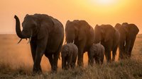 African elephant herd walking across savanna grassland during golden hour sunset with babies following adults in natural wildlife habitat.