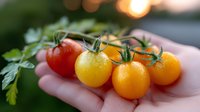 Fresh colorful cherry tomatoes on vine held in palm, showing red and yellow varieties with water droplets, green stems and parsley garnish in soft natural light.