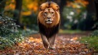 Majestic male lion with rich mane walking on autumn forest path covered in fallen orange leaves, dramatic wildlife photography with natural bokeh background.