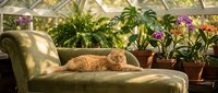 Ginger cat resting on vintage green velvet chaise lounge in sunlit greenhouse surrounded by potted flowering plants and foliage.