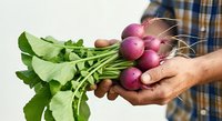 Farmer holding fresh organic radishes with green leafy tops in hands, harvested produce ready for market or cooking.