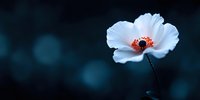 Delicate white poppy flower with red center blooming against dark blurred background with bokeh lights creating dreamy atmospheric nature scene.