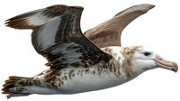 Wandering albatross in flight with outstretched wings, showcasing distinctive brown and white plumage against clear sky background. Isolated on transparent background.