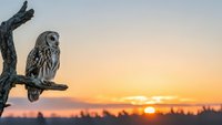 Tawny owl perched on weathered branch against golden sunset sky. Wildlife photography capturing nocturnal bird in natural habitat during twilight hour.