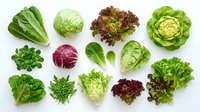 Assorted fresh lettuce and leafy greens varieties including romaine, butterhead, and red leaf types arranged on white background for culinary and nutritional content.