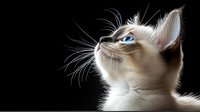 Siamese cat with striking blue eyes looking up against dark background, close-up portrait showing white fur, long whiskers and graceful profile.
