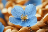 Delicate blue flax flower with yellow stamens in full bloom against blurred golden wheat background, creating striking natural color contrast and soft dreamy atmosphere.