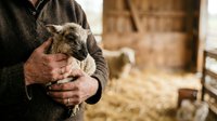 Young lamb held in farmer's hands at rural farm, showcasing livestock care and agricultural work in countryside setting.
