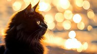 Black cat profile silhouette against golden bokeh lights background, side view portrait with glowing rim light highlighting fur during sunset or sunrise.