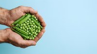 Adult male hands holding open fresh green pea pod with peas against light blue background, suitable for food, agriculture, and healthy eating content.