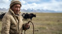 Elderly Asian herder in traditional clothing tends yak herd on high altitude grassland plateau under cloudy sky for livestock farming and nomadic lifestyle content.