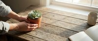 Hands holding small succulent plant in terracotta pot on rustic wooden table near window with natural sunlight for home gardening and indoor plant care.