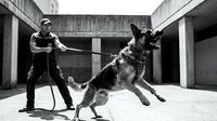 Police officer training German Shepherd dog in urban concrete environment. K9 unit practice session with handler and working dog in black and white.
