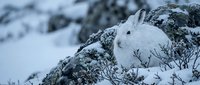 White arctic hare camouflaged among snow-covered rocks in winter mountain landscape. Wildlife photography showcasing natural adaptation and survival.