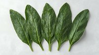 Fresh organic spinach leaves arranged in row on white background, showing detailed leaf texture and veins. Natural food photography for healthy eating and nutrition.