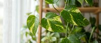 Golden pothos houseplant with variegated green and yellow leaves climbing wooden support pole in bright indoor home setting for plant care content.