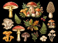 Mushroom and fungi collection isolated on transparent background, ready for t-shirt design, clipart, stickers, sublimation and print-on-demand projects.